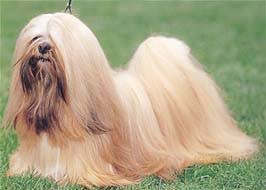 犬を家族に迎える前に